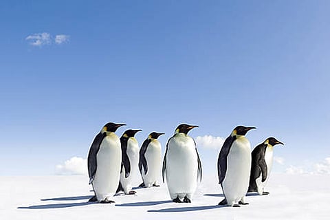 एम्परर पेंगुइन और अंटार्कटिक फर सील को आईयूसीएन रेड लिस्ट में लुप्तप्राय घोषित किया गया, जलवायु परिवर्तन इसका मुख्य कारण