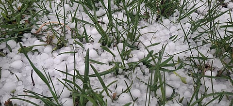 कश्मीर में अब कम समय की लेकिन बेहद तीव्र ओलावृष्टि की घटनाएं लगातार बढ़ रही हैं, जो सेब के बागानों को गंभीर नुकसान पहुंचा रही हैं। फोटो : इरफान अमीन मलिक