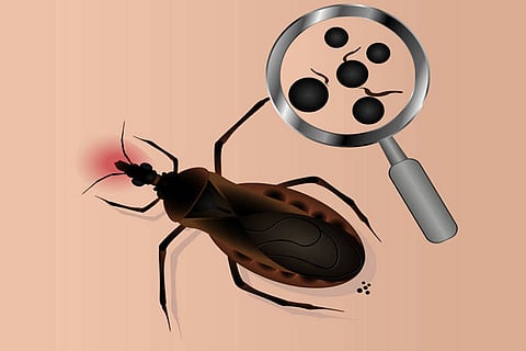 चागास रोग एक खतरनाक संक्रामक बीमारी है। यह ट्रायपैनोसोमा क्रूजी नामक परजीवी के कारण होती है।