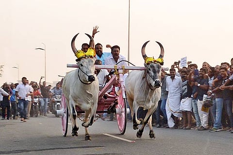 450 pairs of bullocks participated. Like jallikattu, which is famous in Southern districts