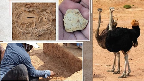 சுமார் 41,000 ஆண்டுகள் பழமையான தீக்கோழிக் கூடு
கண்டுபுடிப்பு