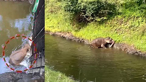 முல்லைப் பெரியாறு அணையில்  தவறி விழுந்த யானை மீட்பு