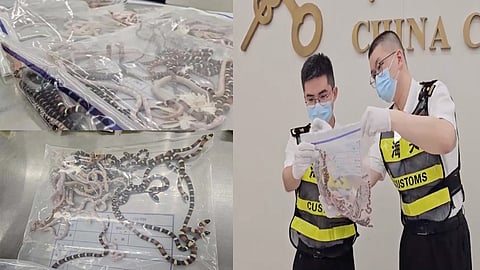 சீனா பேண்ட் பாக்கெட்டுகளில் 104 பாம்புகள்? அதிகாரிகள் அதிர்ச்சி