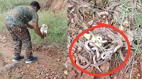 in kanyakumari 23 poisenes snakelet and their mother "Spectacled Cobra" were found