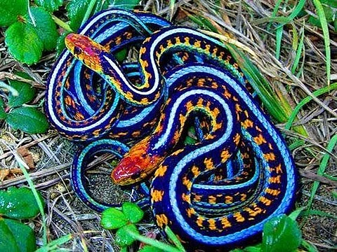 red snakes