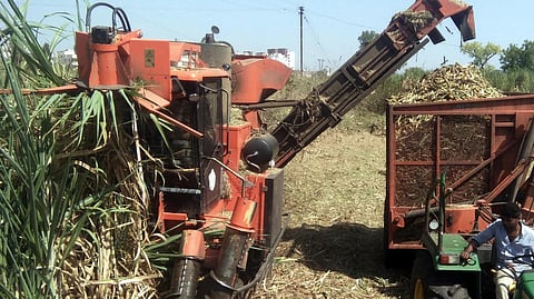 sugar can harvesting