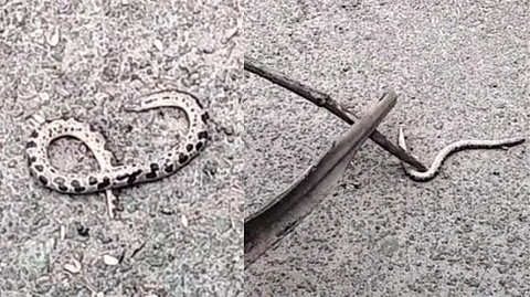 baby python found dead
