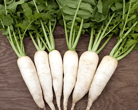 RADISH