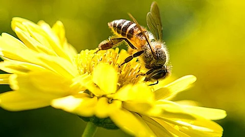 honey bee
