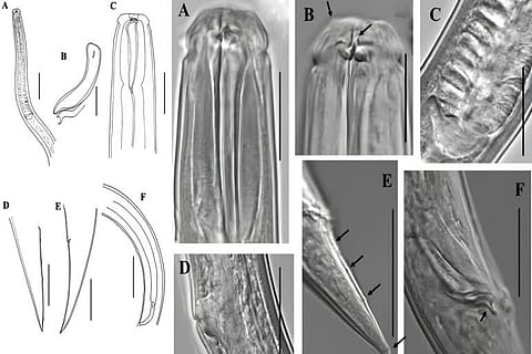 the  freeliving maraine warm