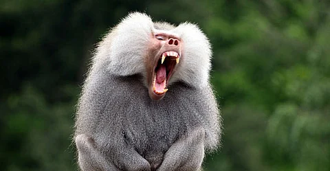 kerala government destroy harmful animals