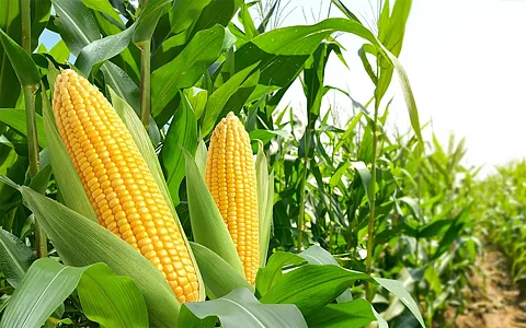 benefits of corn