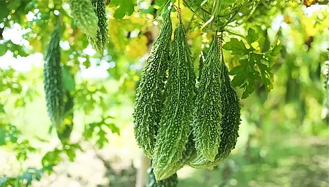 Health_benefits_of_bitter_gourd