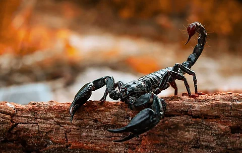 Brotheas amazonicus scorpion