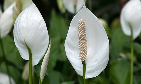 peace lily