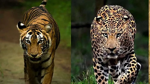 tiger vs leopard