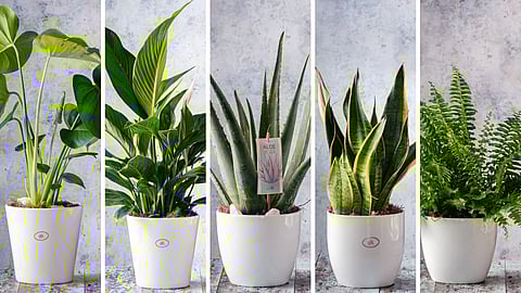 5-Best-Indoor-Plant-for-Better-Health