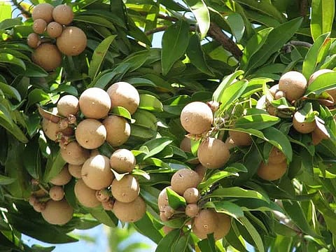 health benefits of sapota fruit