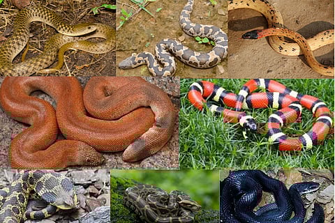 பயமுறுத்தும் தோற்றமுடைய 8 பாம்புகள்: ஆனால் விஷமற்றவை!