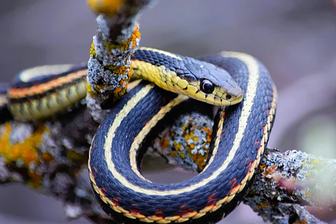 shortest lifespan snake