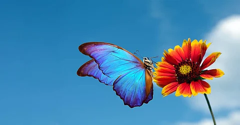 life of butterfly