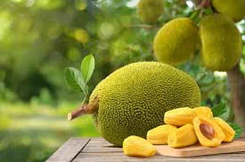jack fruit health benefits