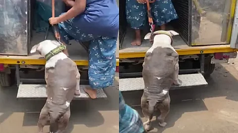 bull dog attacked a baby