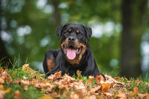 Rottweile