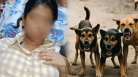 stray doggs attacked a girl