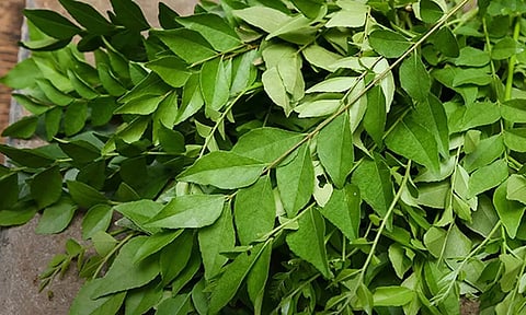 curry leaves