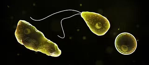 Brain-eating amoeba Naegleria