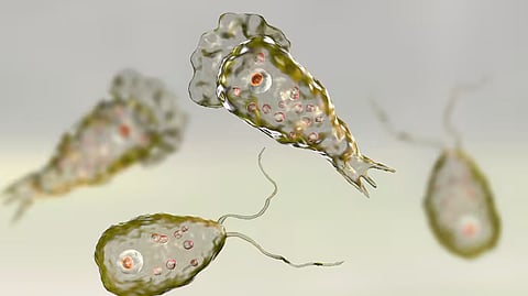 brain-eating-amoeba