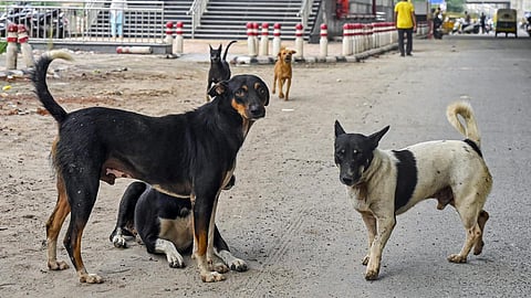 stray dogs issue