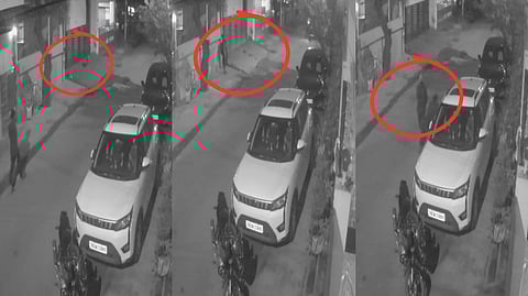 stranger kiled pupies