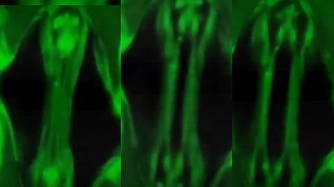 தாவரங்கள் சுவாசிப்பதை முதன்முறையாக நேரில் கண்ட மனிதர்கள்: அறிவியலில் நிகழ்ந்த வரலாற்றுச் சாதனை!