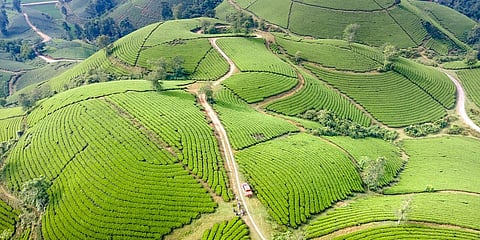 ஊட்டி, கொடைக்கானலை மறந்துவிடுங்கள்! தமிழ்நாட்டிலேயே இருக்கும் இந்த 'சொர்க்கம்' பற்றித் தெரியுமா?
