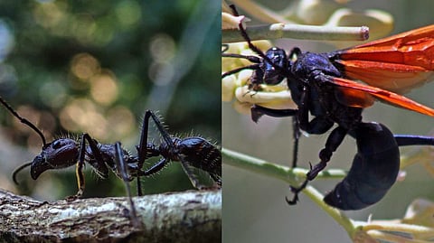 உலகிலேயே மிகவும் ஆபத்தான விஷ வண்டுகள்! ஒருமுறை கடித்தால் உயிருக்கே ஆபத்தா? அலட்சியமாக இருந்தால் உடலில் என்ன நடக்கும்?