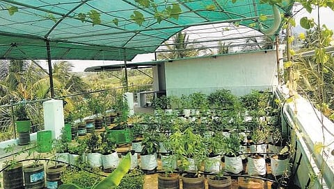 மொட்டை மாடியில் ஒரு மினி விவசாயம்! விஷமில்லாத காய்கறிகளை உங்கள் வீட்டிலேயே வளர்க்க 5 எளிய வழிகள் இதோ!