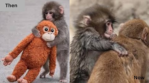 பஞ்ச்-க்கு கேர்ள் பிரண்ட் கிடைச்சாச்சு! இனிமே பொம்மைக்கு பாய் பாய்... காதலிக்கு ஹாய்!