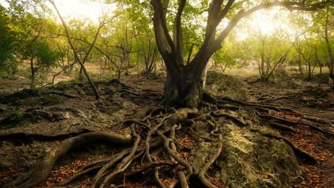 Wood wide web