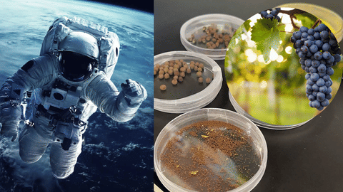 Grape seeds into space