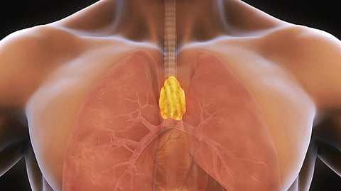 Thymus