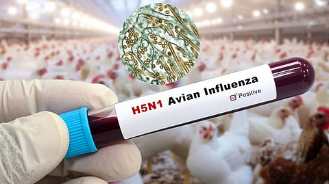 Bird Flu