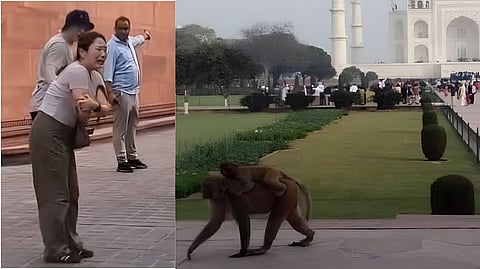 Taj Mahal Monkey Attack