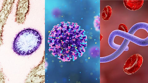 zoonotic viruses
