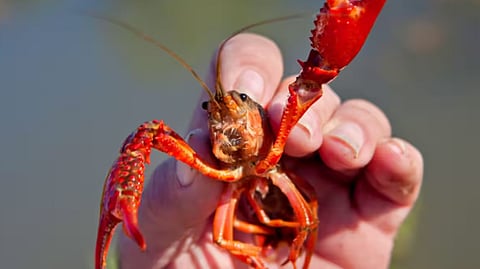 American Red Swamp Crayfish