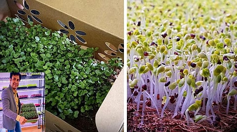 Microgreens business