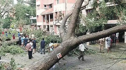 மரக்கிளை விழுந்து வாழ்க்கையே மாறியது... ரூ.2.77 கோடி இழப்பீடு வழங்க உத்தரவு