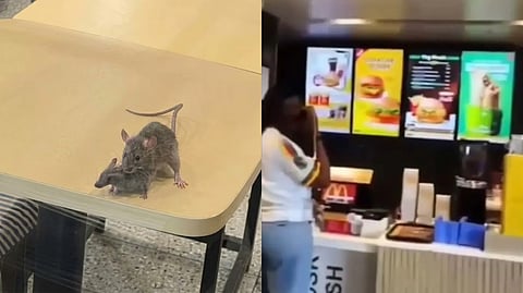 Rat activity in the restaurant