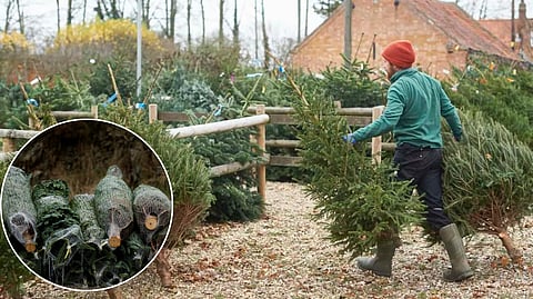 1500 christmas tree